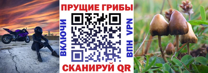 Галлюциногенные грибы Psilocybe цены наркотик Солнечногорск